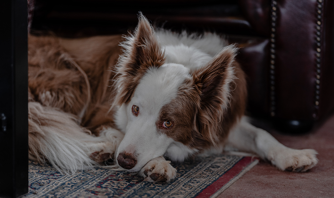 Dog at the winery